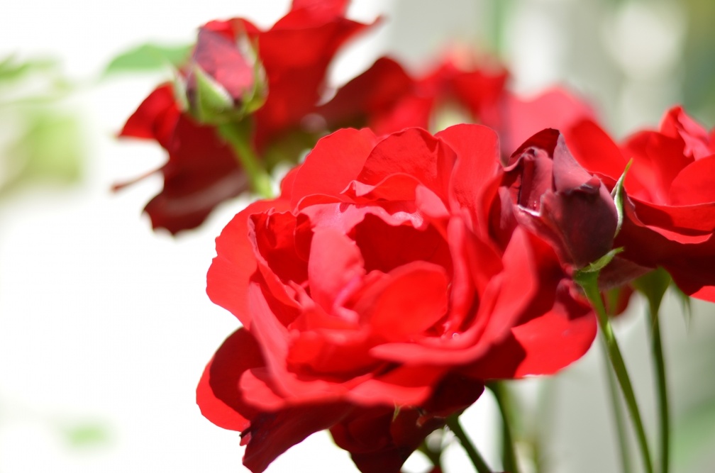DSC 3554 (6367 visites) Roses