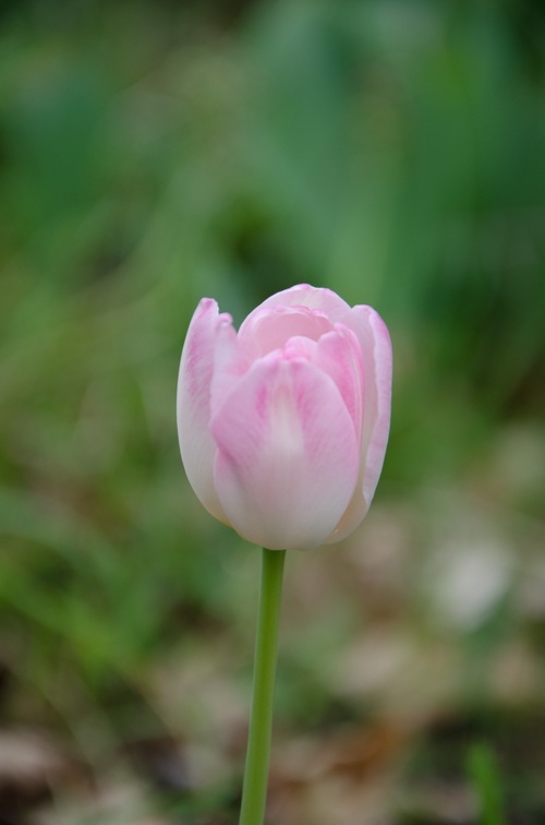 DSC 2451 (6841 visites) Tulipe