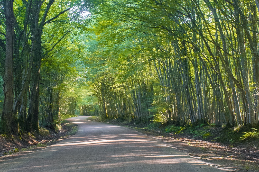 Voûte arborée (6406 visites) Route de Bourgogne