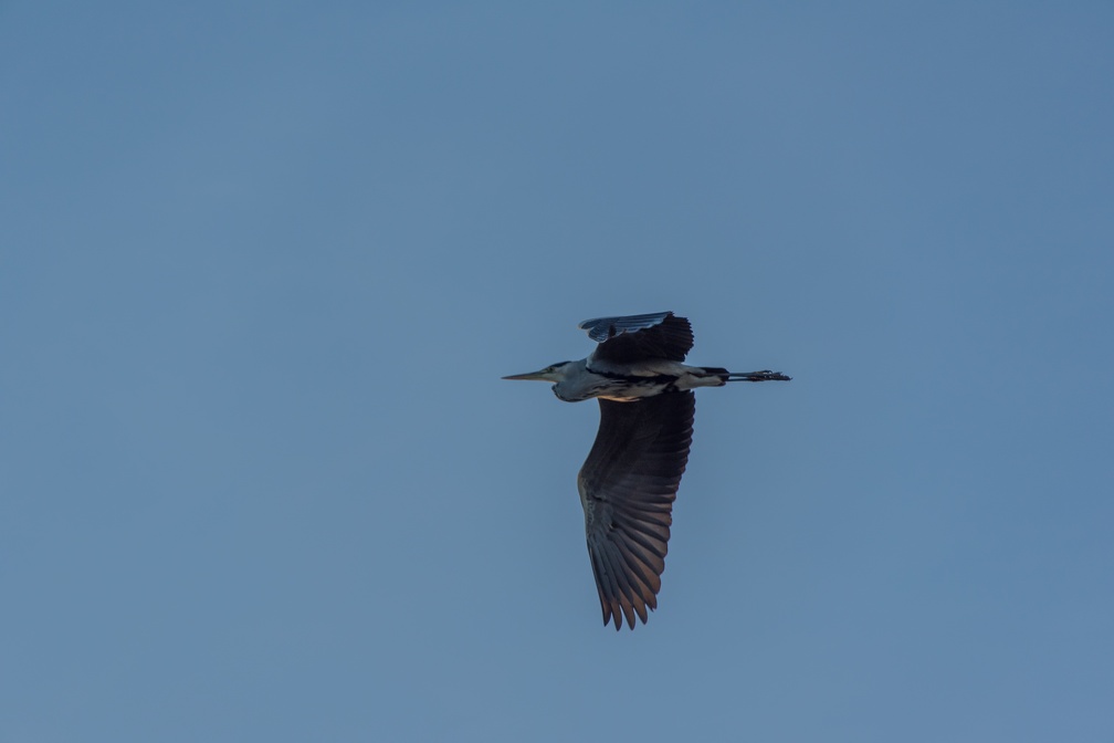 DSC 6686 (5986 visites)