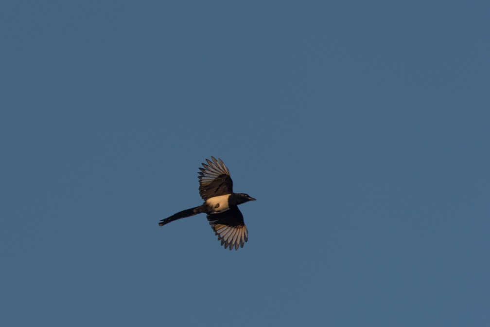 DSC 6699 (6012 visites)
